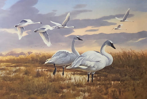James Killen Call of the Wild Trumpeter Swan Art Print
