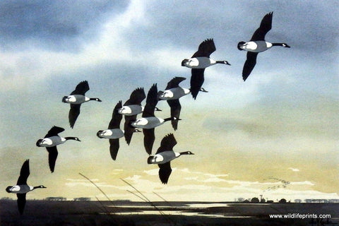 Les Kouba Canada Geese