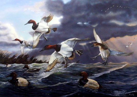 Terry Doughty Canvasback Memories