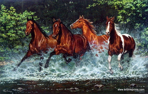 Chris Cummings Wild Horses Galloping Picture