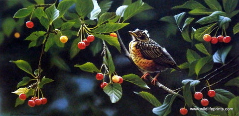 Jerry Gadamus Cherry Time