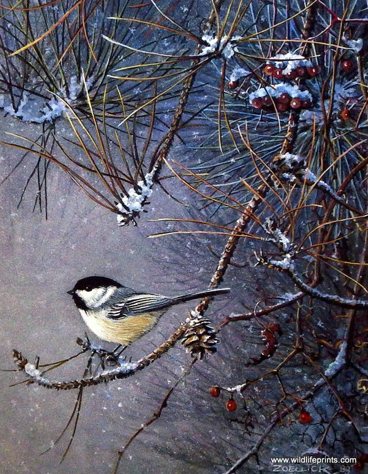 Scott Zoellick Chickadee Dee Dee