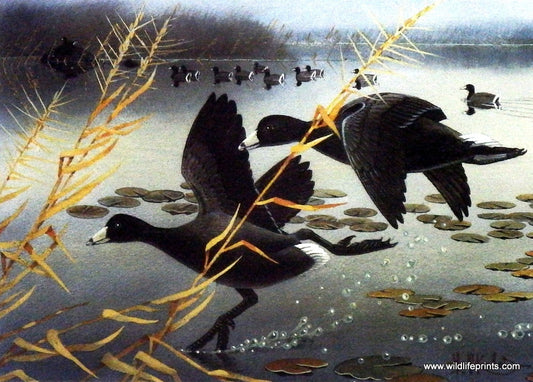 Les Kouba Coots Unlimited Duck Stamp