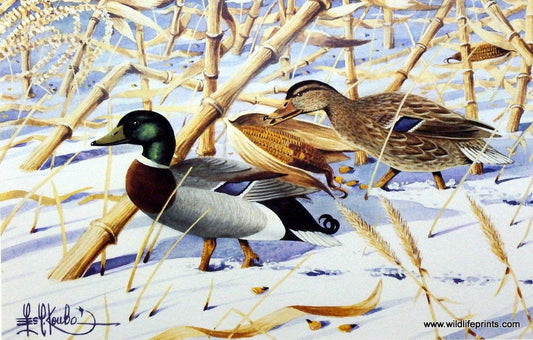 Les Kouba Cornfed Mallards