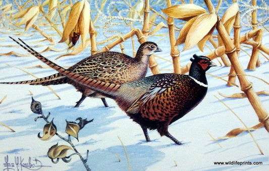 Les Kouba Cornfed Ringnecks
