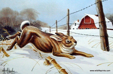 Les Kouba Cottontail Headin' for Cover
