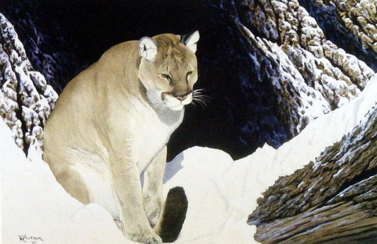 Ray Whitson Cougar
