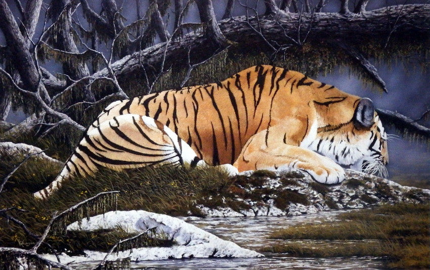 Ray Whitson Bengal Pride