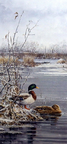 Scott Zoellick Frosty Morning Mallards