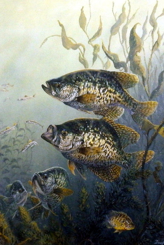 Terry Doughty Black Crappies - 8"x12" Open Edition - 8"x12" Open Edition
