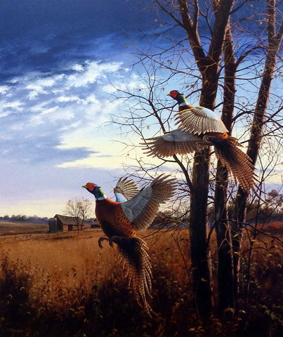 David Maass Evening Flight-Pheasants
