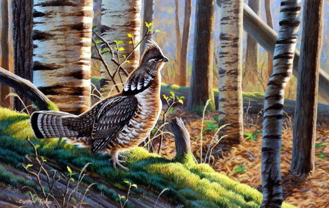 Cynthie Fisher Ruffed Grouse Picture  A Distant Drummer