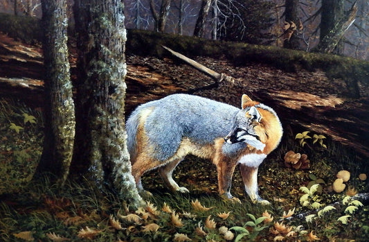 Ray Whitson Northshore Gray Fox