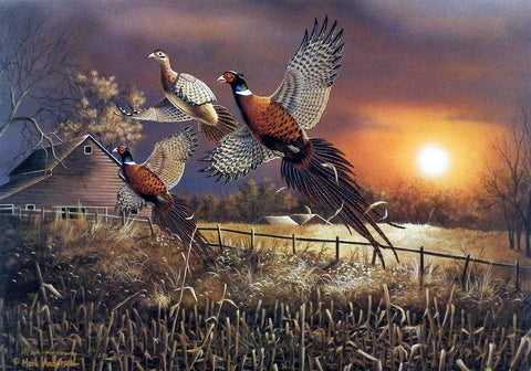 Mark Anderson Pheasant Flush