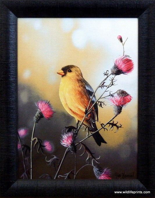 Jim Hansel American Goldfinch Studio Canvas- Framed
