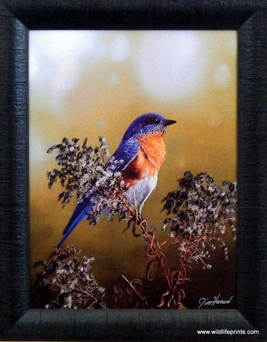 Jim Hansel Eastern Bluebird- Framed