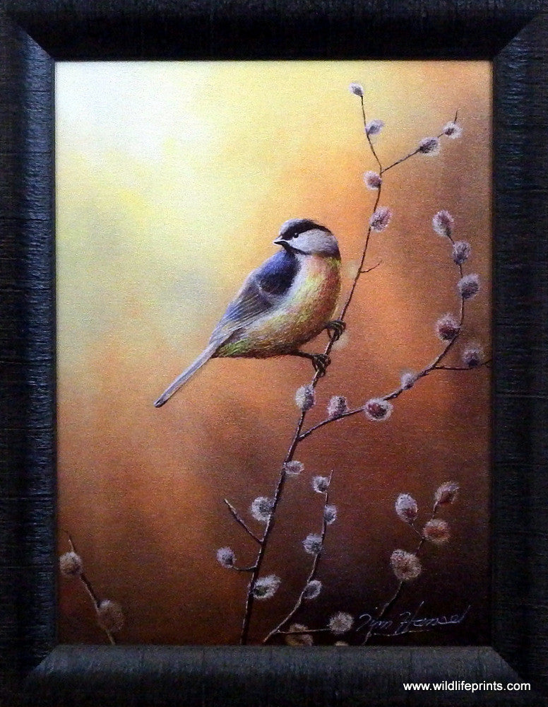 Jim Hansel Black Capped Chickadee Studio Canvas Framed