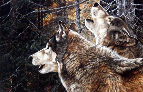 Andrew Kiss Howling Wolf Print UNITY