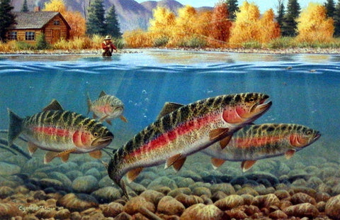 Cynthie Fisher Picture Fall Fly Fishing Rainbow Trout