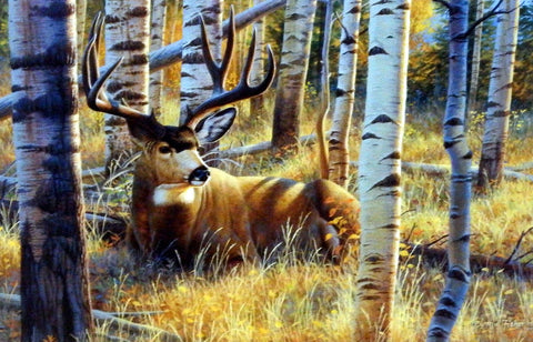 Cynthie Fisher Whitetail Deer Buck Picture Afternoon Siesta
