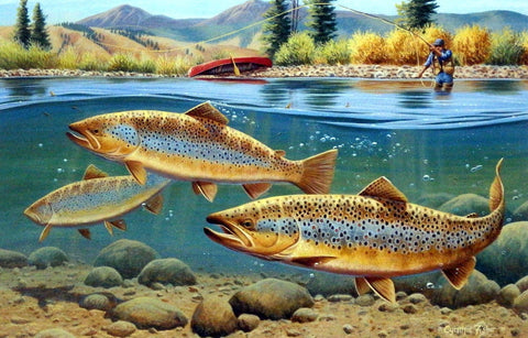 Cynthie Fisher Trout Fishing Picture Morning Browns