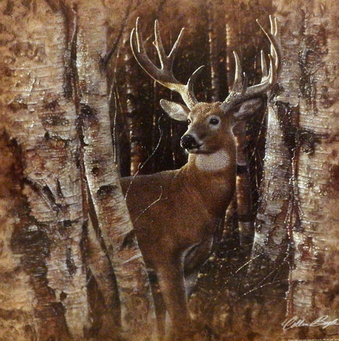 Collin Bogle Birchwood Buck