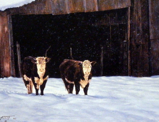 Tim Cox Hick's Hereford Heifers