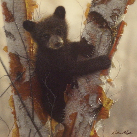 Collin Bogle Curious Cub I