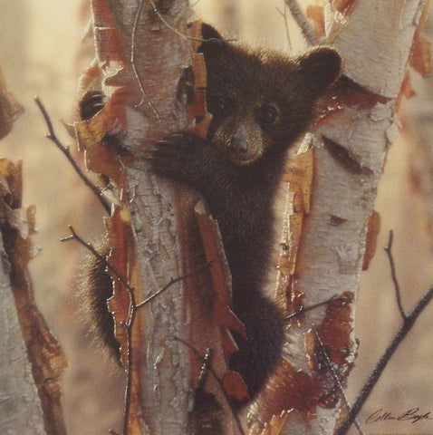 Collin Bogle Curious Cub II
