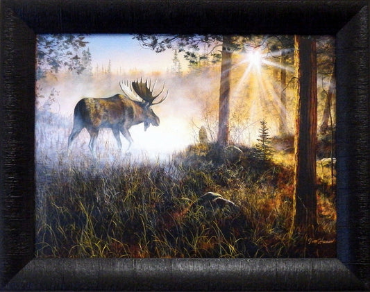 A bull moose walks through a pine forest in an early morning fog