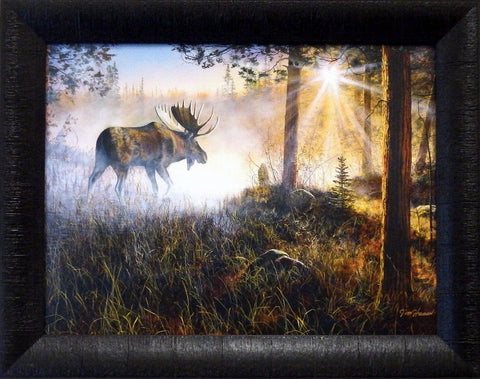 A bull moose walks through a pine forest in an early morning fog