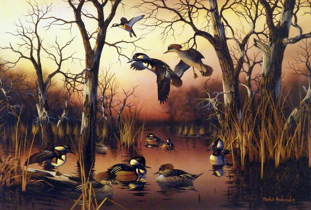 Mark Anderson Backwater Mergansers