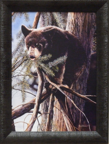 Kevin Daniel "Out on a Limb"-Bear Print Framed
