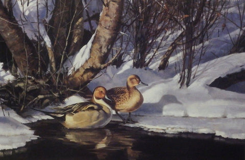 Paco Young Sprigs and Snow