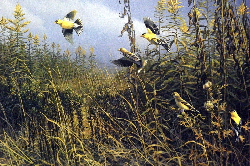 Don Kloetzke The golden moment