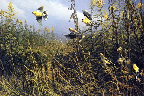 Don Kloetzke The golden moment