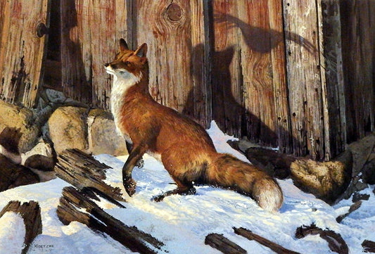 Don kloetzke Out Foxed