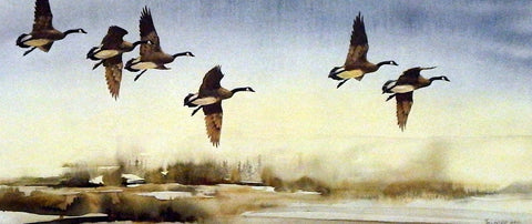 Mike Capser Canadian Passage Goose Print
