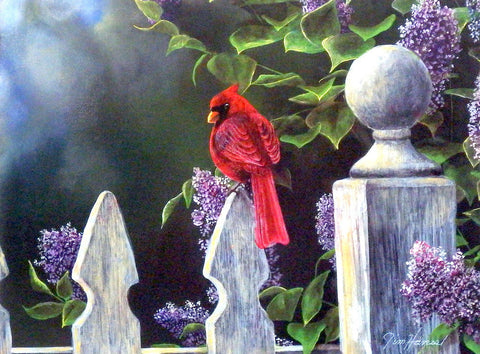 Jim Hansel Birds Eye View Cardinal Print 16" x 12"