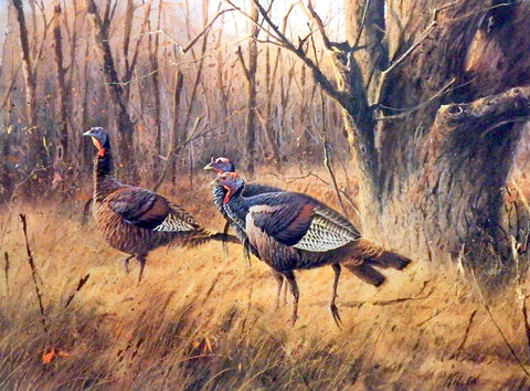 James Killen The Wary Ones-Wild Turkey