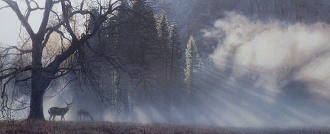 Terry Isaac Yosemite Dawn Deer SN Print With Cert 32.5 x 13.75