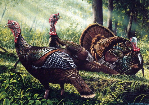 David Chapman 2002 Minnesota Wild Turkey S/N Stamp Print 9 x 6.5