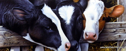 Jerry Gadamus Dairy Queens
