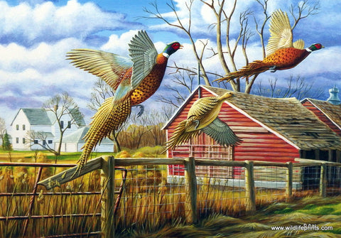 Ron Nelson Dakota Farmyard Pheasants
