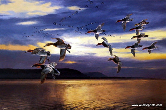 David Maass Daybreak Over Lake Pepin-Migrating Canvasbacks