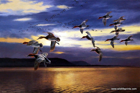 David Maass Daybreak Over Lake Pepin-Migrating Canvasbacks