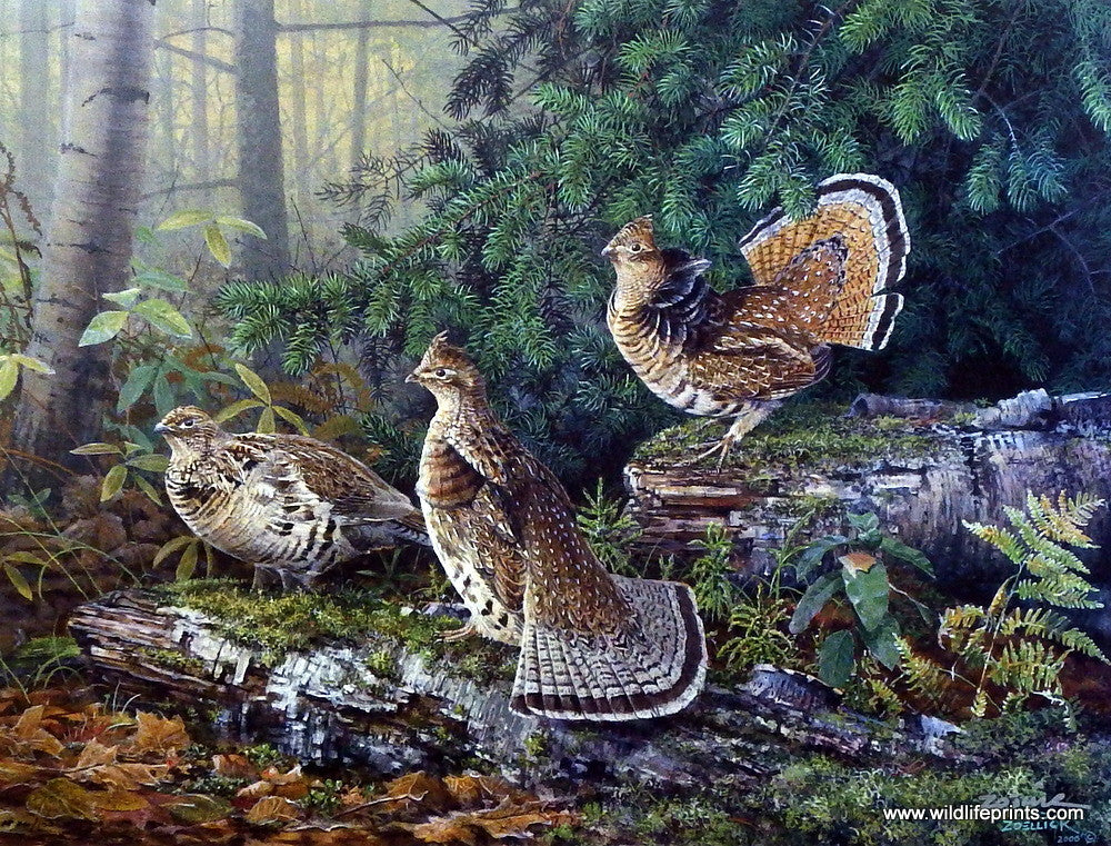 Scott Zoellick Deep Timber Grouse