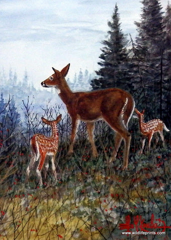 Les Kouba Deer Stroll