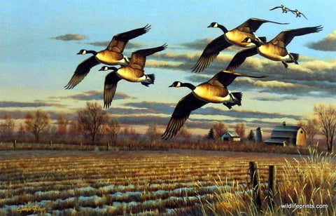 Cynthie Fisher Canadian Geese Picture Dropping In