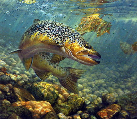 Mark Susinno Duped- Brown Trout
